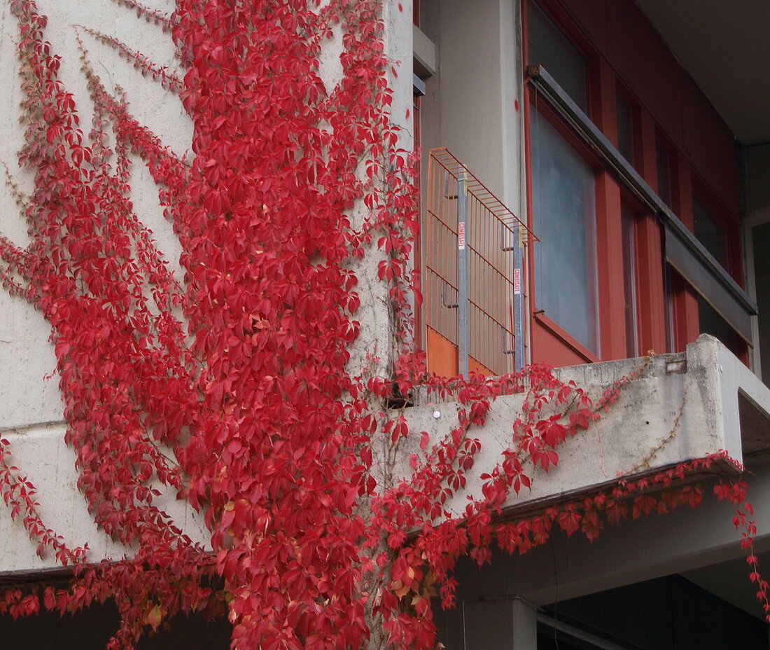 Roter Efeu an dem 23.11 Gebäude der Heinrich-Heine-Universität