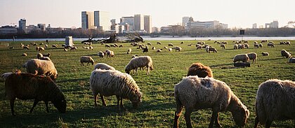 Schafe auf einer Wiese am Rheinufer in Düsseldorf (Foto: Michelle Pieczyk)