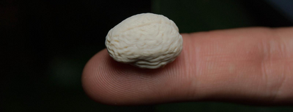 Auf dem Bild sieht man ein Gehirn, hergestellt aus dem 3D-Drucker