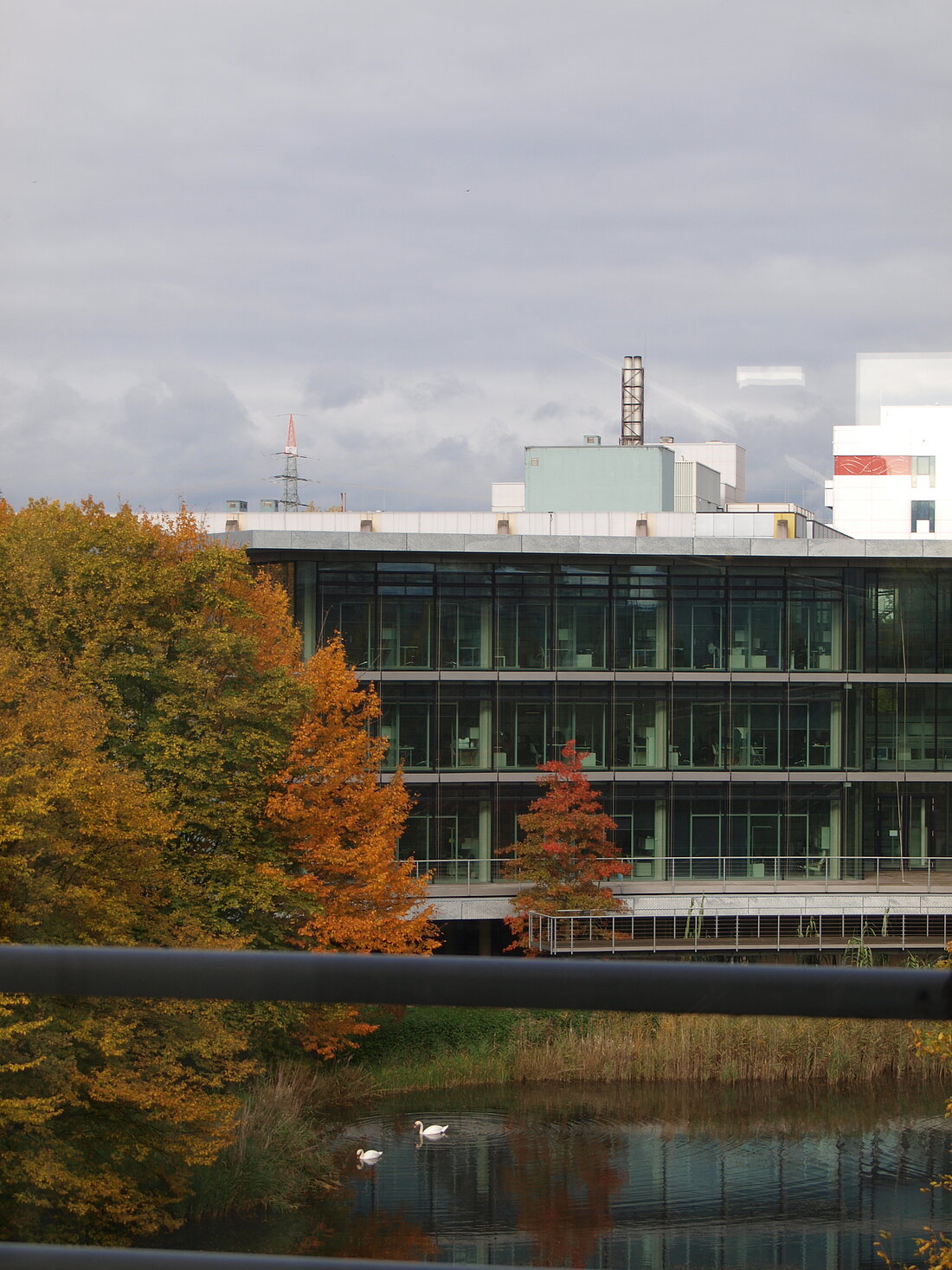 Blick auf den den Teich an der Heinrich-Heine-Universität mit bunten Baumkronen und Schwänen