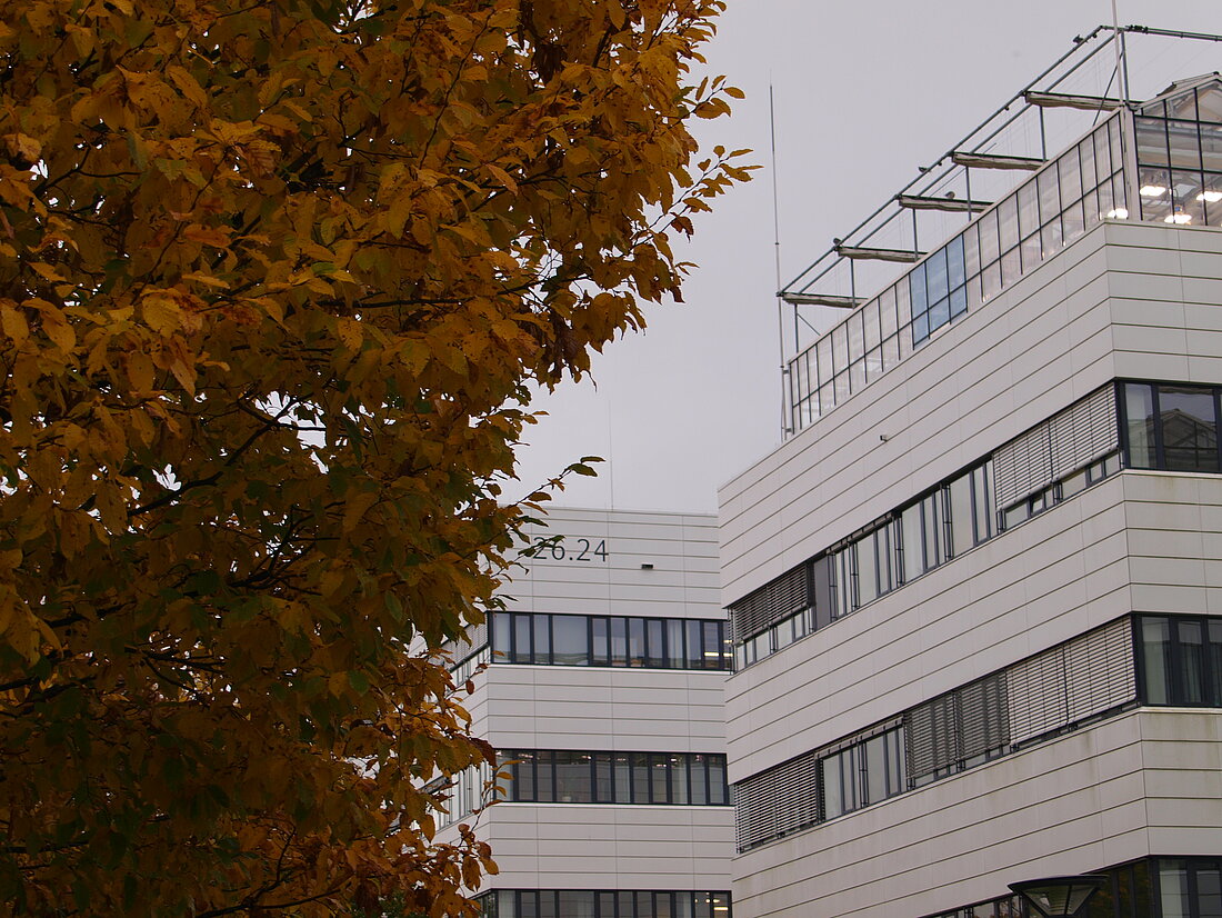 Herbstliche Blätter vor dem Gebäude 26.24