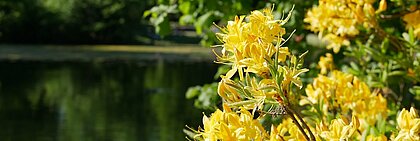 Auf dem Foto sieht man gelbe Blumen, die im Volksgarten in düsseldorf blühen
