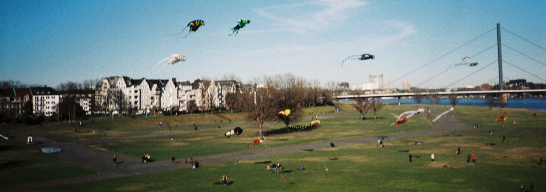 Viele bunte Drachen am Rhein in Düsseldorf (Foto: Michelle Pieczyk)