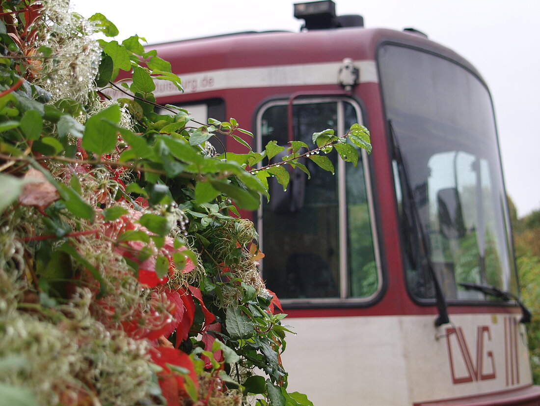 Rote Blumen an der Haltestelle Uni Ost/Botanischer Garten mit der U79 im Hintergrund