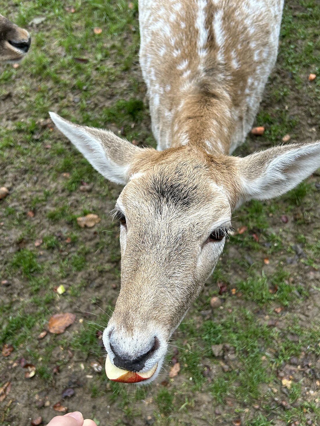 Rehe füttern im Wildpark (Foto: Anja Händel)