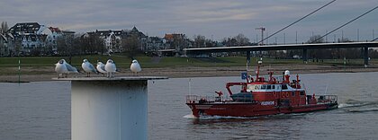 Auf dem Bild sieht man den Rhein und ein rotes Schiff. Im Vordergrund sind ein paar Möwen zu sehen